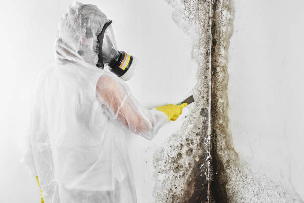 Best Mold Damage Repair  in Stoughton, WI