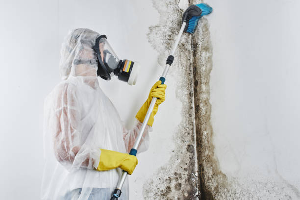 Best Attic Mold Removal  in Stoughton, WI