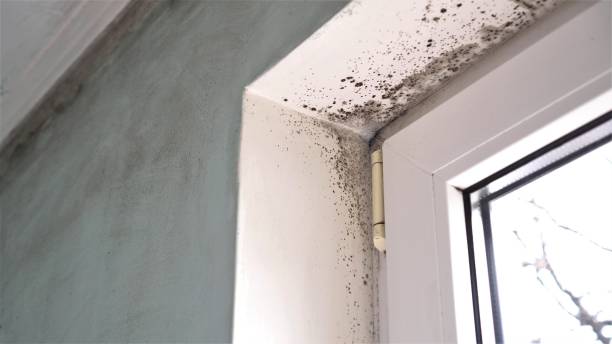 Best Certified Mold Removal  in Stoughton, WI