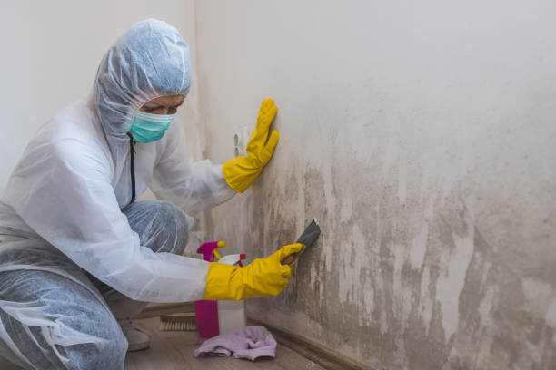 Best Local Mold Removal Service  in Stoughton, WI