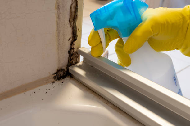 Best Office Mold Removal Services  in Stoughton, WI