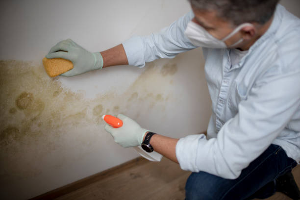 Mold Removal Process in Stoughton, WI