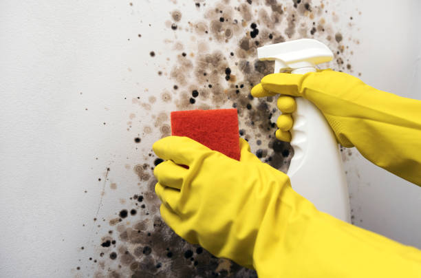 Best Emergency Mold Removal  in Stoughton, WI