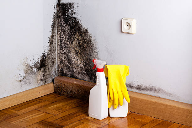 Mold Testing and Removal in Stoughton, WI
