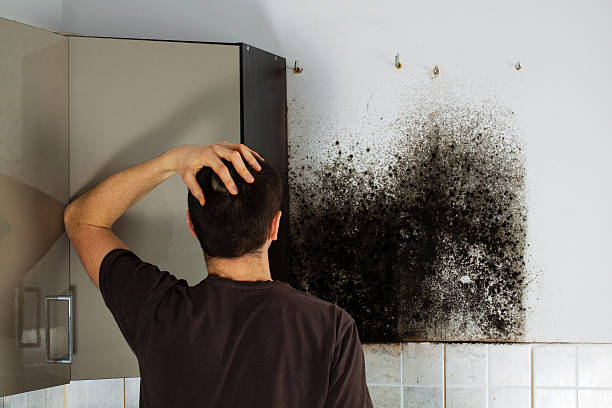 Best Black Mold Removal  in Stoughton, WI