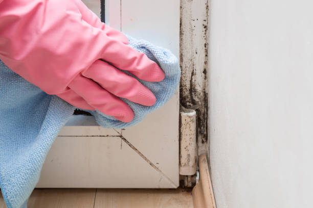 Professional Mold Removal in Stoughton, WI