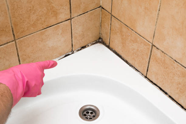 Mold Testing and Removal in Stoughton, WI