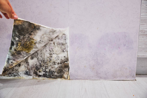 Best Certified Mold Removal  in Stoughton, WI
